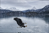 Image. Weißkopf-Seeadler