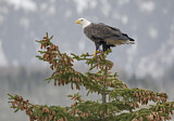 Image. Weißkopf-Seeadler