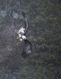 Image. Weißkopf-Seeadler