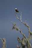 Image. Weißkopf-Seeadler