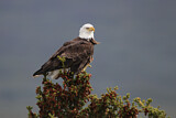 Image. Weißkopf-Seeadler