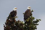 Image. Weißkopf-Seeadler