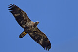 Image. Weißkopf-Seeadler