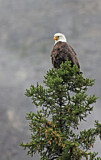 Image. Weißkopf-Seeadler