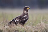 Image. Weißkopf-Seeadler