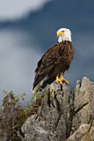 Image. Weißkopf-Seeadler