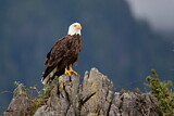 Image. Weißkopf-Seeadler