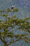 Image. Weißkopf-Seeadler