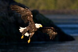 Image. Weißkopf-Seeadler