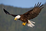 Image. Weißkopf-Seeadler