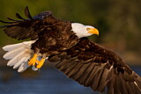 Image. Weißkopf-Seeadler