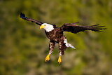 Image. Weißkopf-Seeadler
