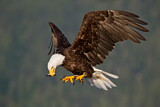 Image. Weißkopf-Seeadler
