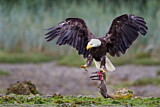 Image. Weißkopf-Seeadler