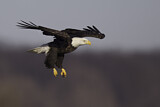 Image. Weißkopf-Seeadler