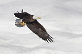 Image. Weißkopf-Seeadler