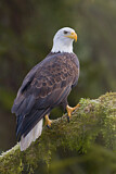 Image. Weißkopf-Seeadler