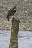 Image. Weißkopf-Seeadler