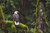 Image. Weißkopf-Seeadler
