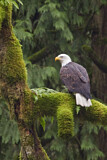 Image. Weißkopf-Seeadler