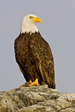 Image. Weißkopf-Seeadler