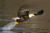 Image. Weißkopf-Seeadler