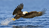 Image. Weißkopf-Seeadler