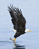 Image. Weißkopf-Seeadler