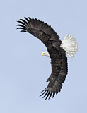 Image. Weißkopf-Seeadler