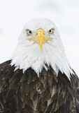 Image. Weißkopf-Seeadler