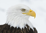 Image. Weißkopf-Seeadler