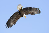 Image. Weißkopf-Seeadler
