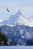 Image. Weißkopf-Seeadler
