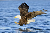 Image. Weißkopf-Seeadler