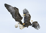 Image. Weißkopf-Seeadler