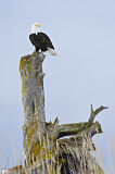 Image. Weißkopf-Seeadler