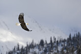 Image. Weißkopf-Seeadler