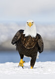 Image. Weißkopf-Seeadler