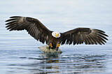 Image. Weißkopf-Seeadler