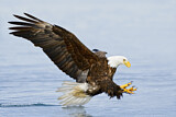 Image. Weißkopf-Seeadler
