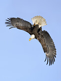 Image. Weißkopf-Seeadler