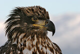 Image. Weißkopf-Seeadler