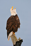 Image. Weißkopf-Seeadler