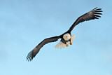 Image. Weißkopf-Seeadler