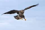 Image. Weißkopf-Seeadler