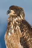 Image. Weißkopf-Seeadler