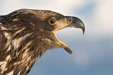 Image. Weißkopf-Seeadler