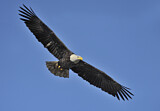 Image. Weißkopf-Seeadler