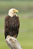 Image. Weißkopf-Seeadler