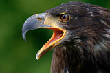 Image. Weißkopf-Seeadler